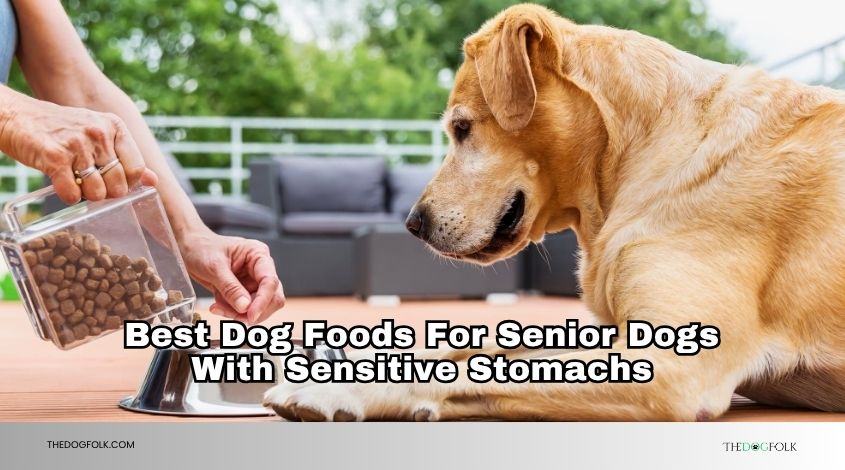 best dog foods for senior dogs with sensitive stomachs