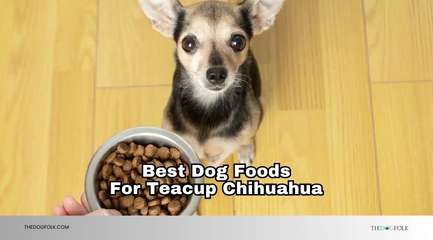 best dog foods for teacup chihuahua