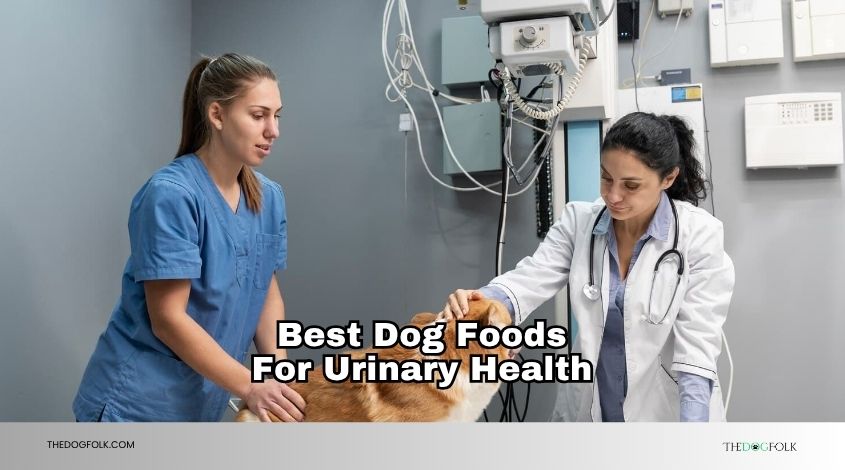 best dog foods for urinary health