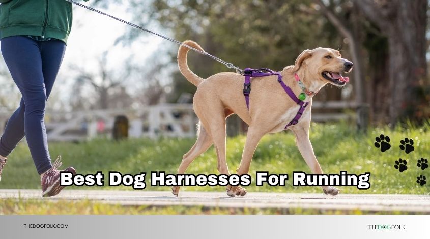 best dog harnesses for running