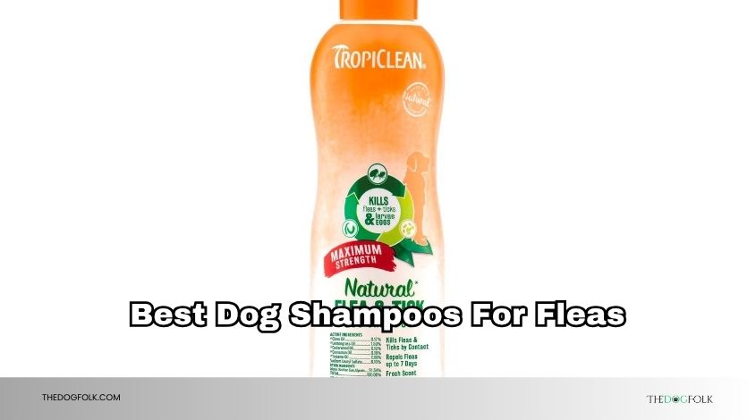 best dog shampoos for fleas