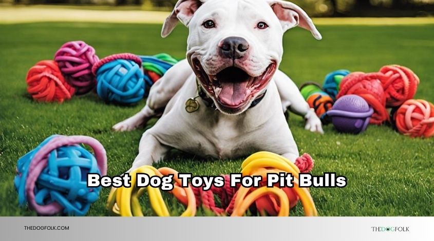 best dog toys for pit bulls