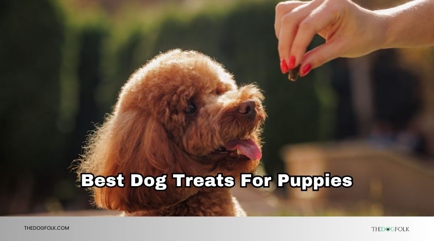 best dog treats for puppies