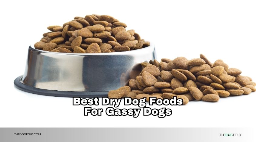 best dry dog foods for gassy dogs