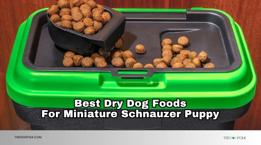 best dry dog foods for miniature schnauzer puppy