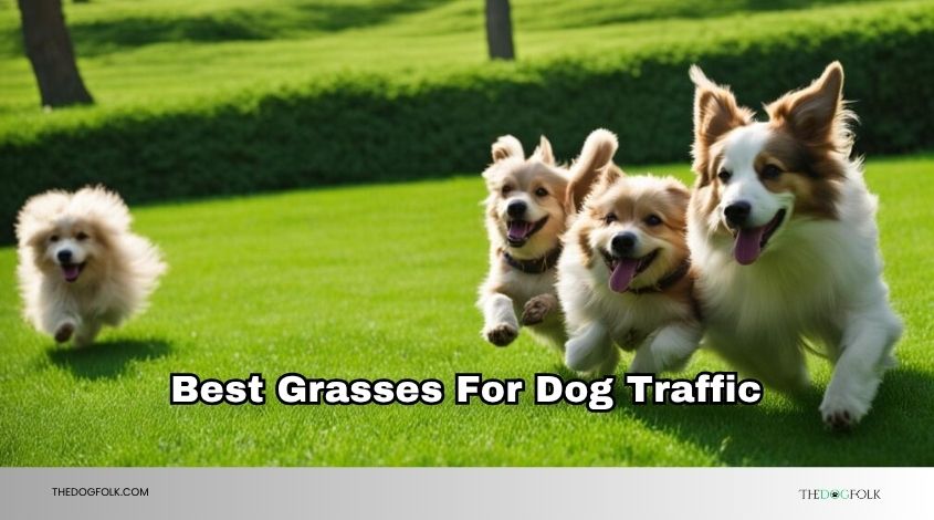best grasses for dog traffic