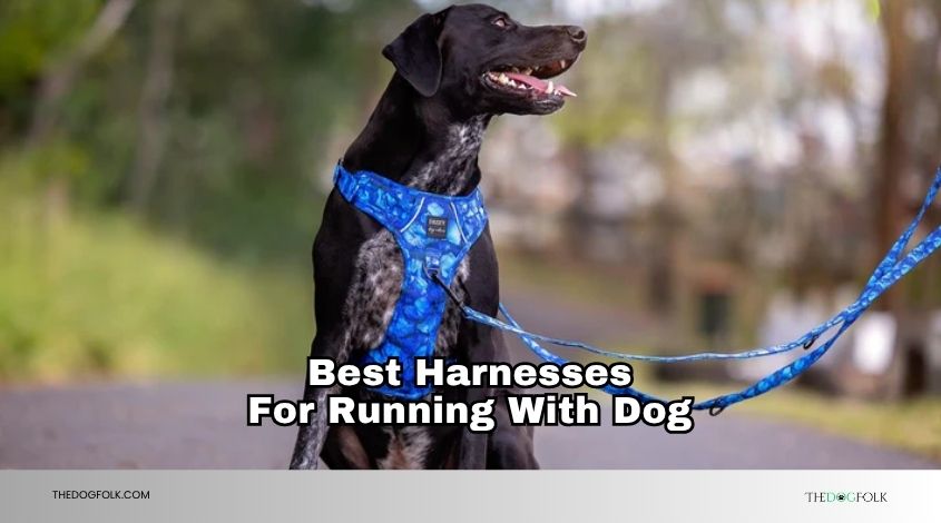 best harnesses for running with dog