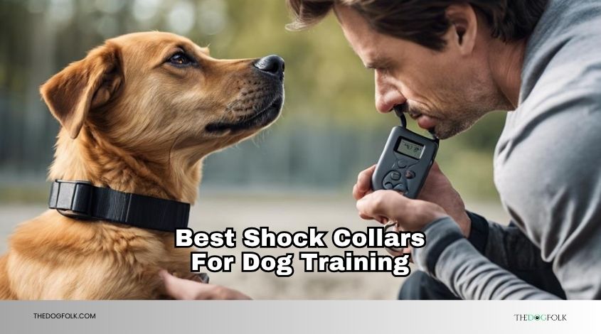 best shock collars for dog training