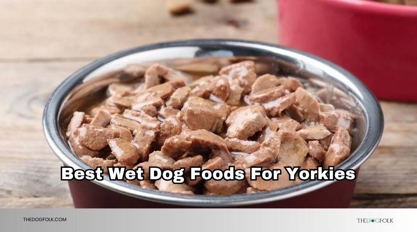 best wet dog foods for yorkies