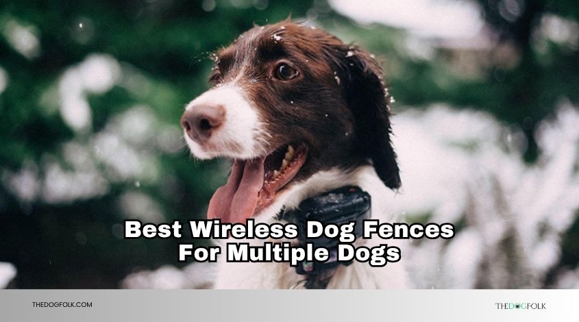 best wireless dog fences for multiple dogs
