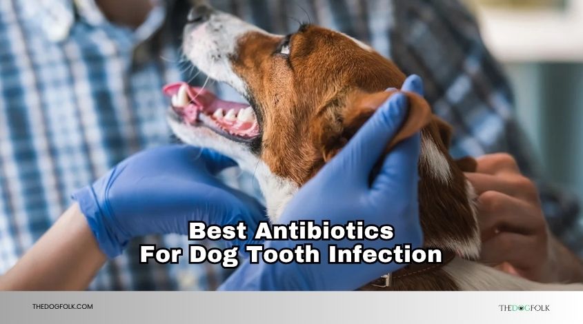 best antibiotics for dog tooth infection