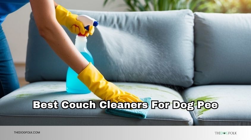 best couch cleaners for dog pee