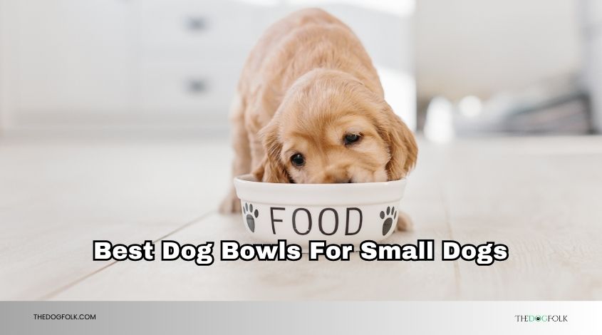 best dog bowls for small dogs