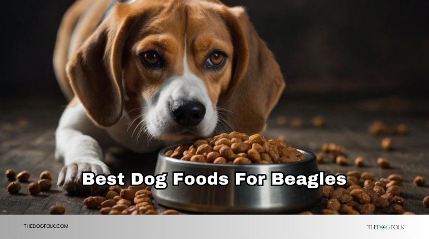 best dog foods for beagles