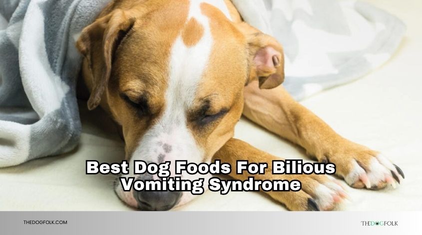 best dog foods for bilious vomiting syndrome