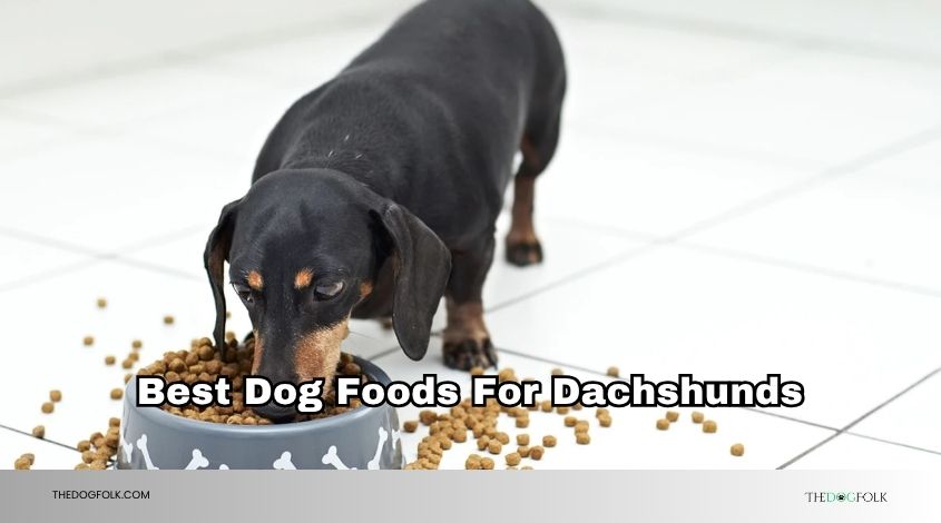 best dog foods for dachshunds