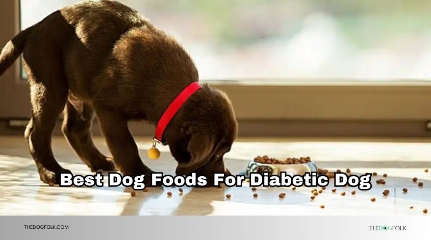 best dog foods for diabetic dog
