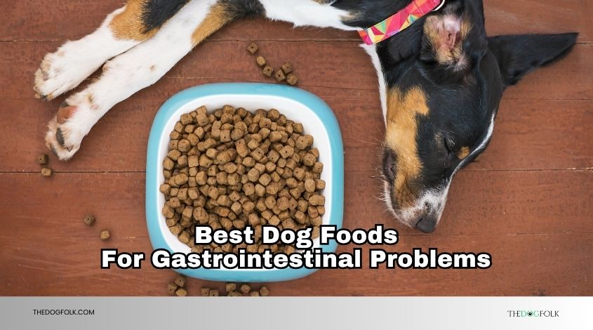 best dog foods for gastrointestinal problems
