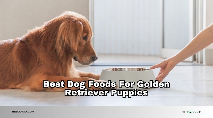 best dog foods for golden retriever puppies