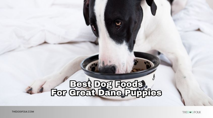 best dog foods for great dane puppies