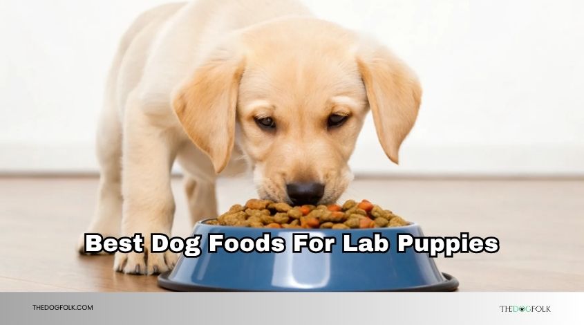 best dog foods for lab puppies