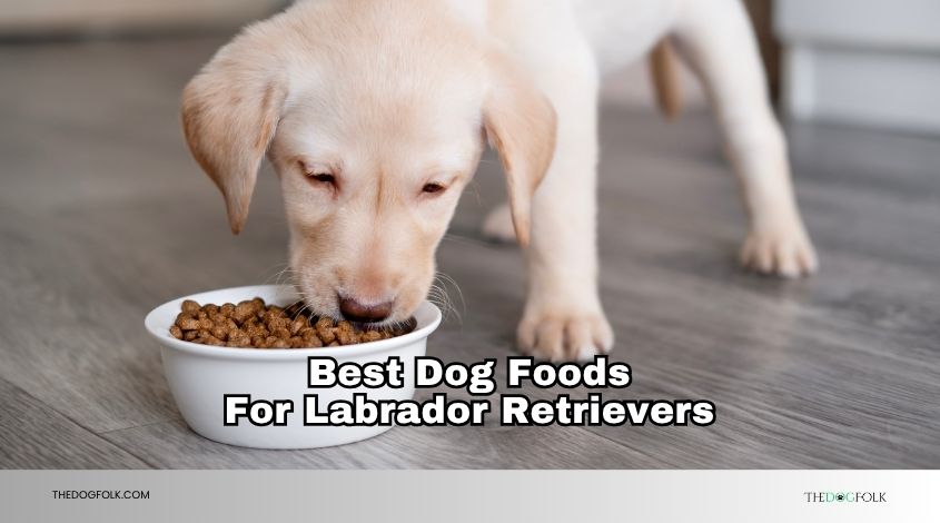 best dog foods for labrador retrievers
