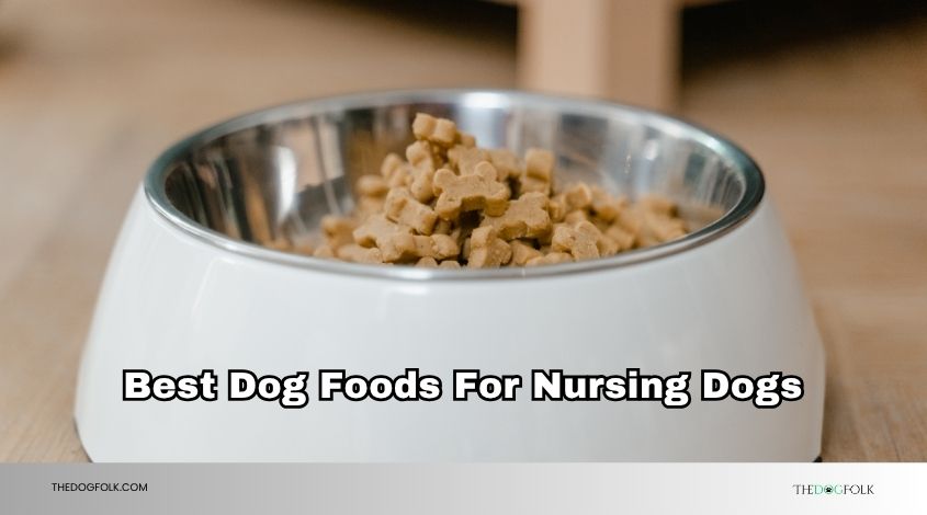 best dog foods for nursing dogs