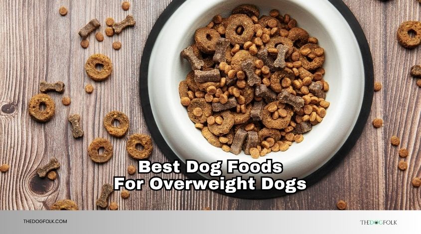 best dog foods for overweight dogs