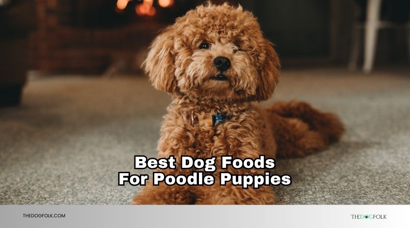 best dog foods for poodle puppies
