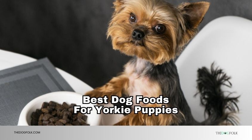 best dog foods for yorkie puppies