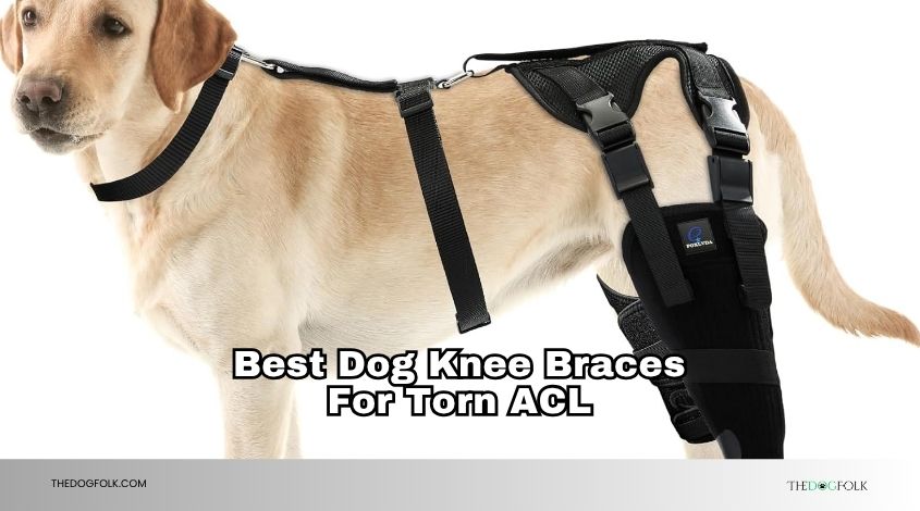 best dog knee braces for torn acl