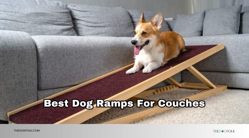 best dog ramps for couches
