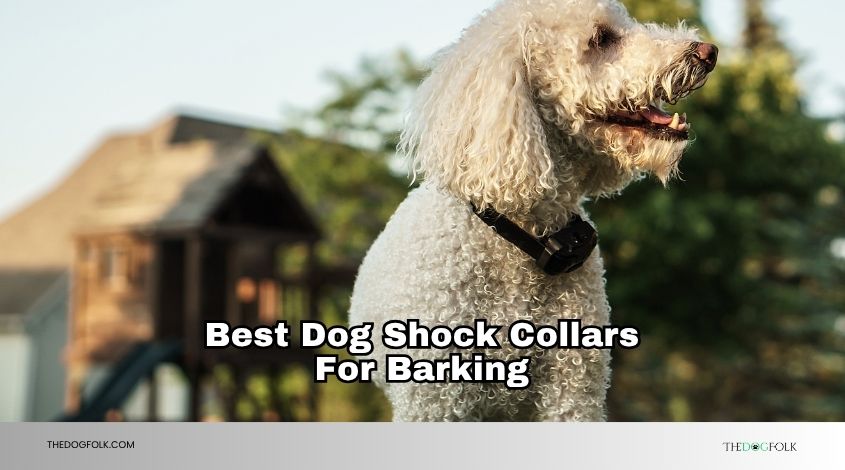 best dog shock collars for barking