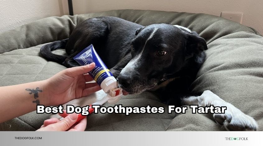 best dog toothpastes for tartar