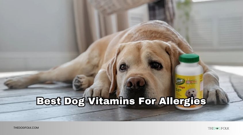 best dog vitamins for allergies