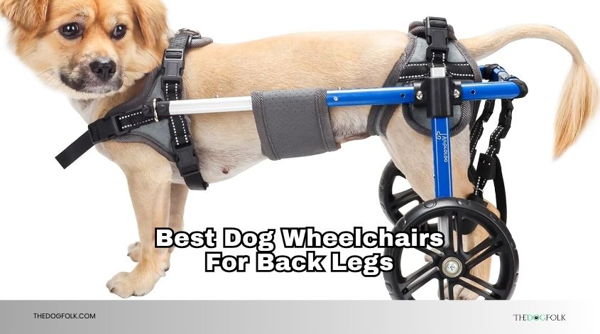 best dog wheelchairs for back legs