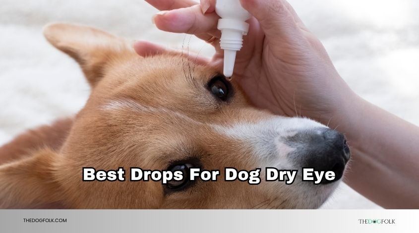 best drops for dog dry eye