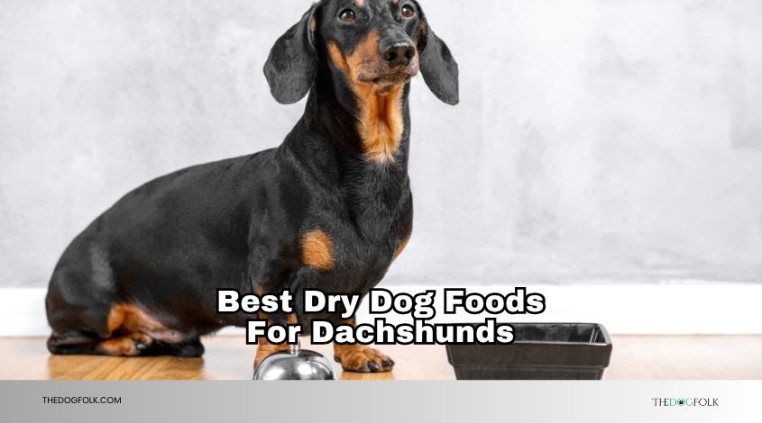 best dry dog foods for dachshunds