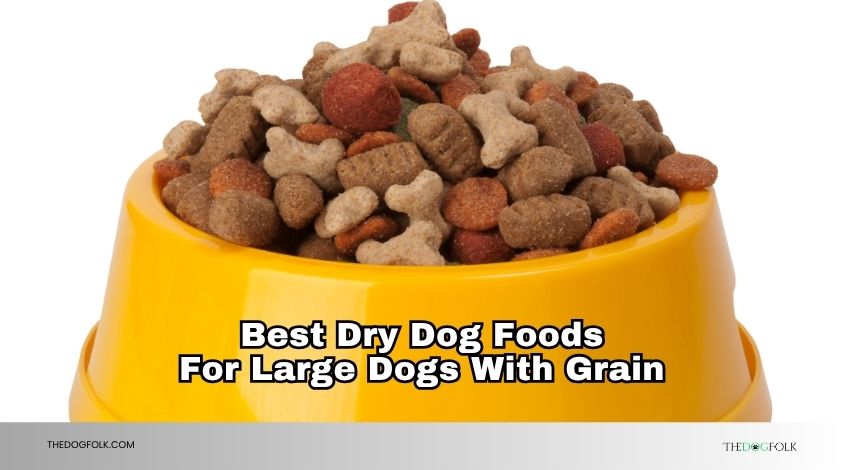 best dry dog foods for large dogs with grain