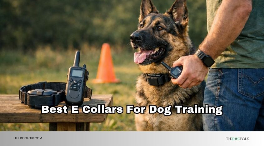 best e collars for dog training
