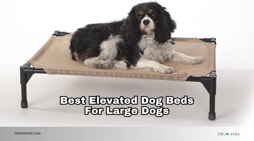 best elevated dog beds for large dogs