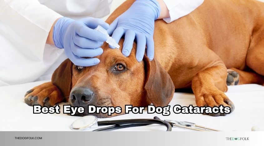 best eye drops for dog cataracts