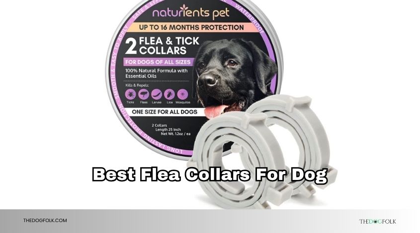 best flea collars for dog