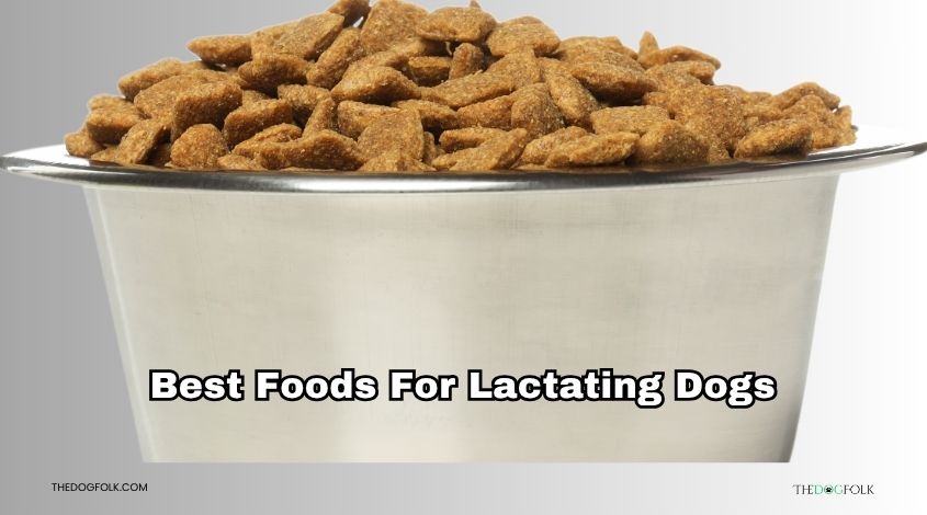 best foods for lactating dogs