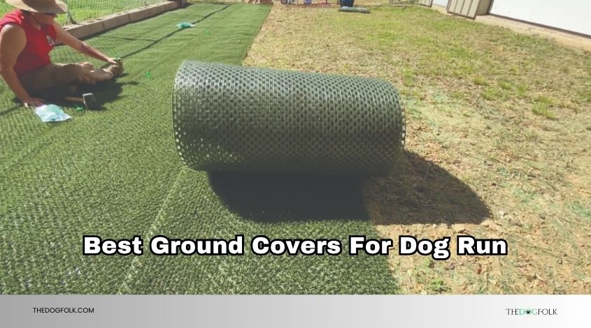 best ground covers for dog run