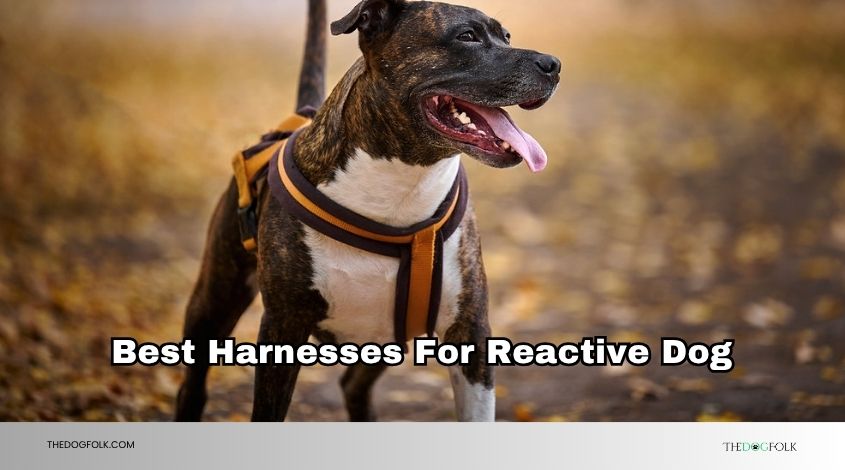 best harnesses for reactive dog