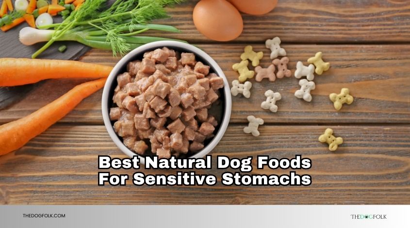 best natural dog foods for sensitive stomachs