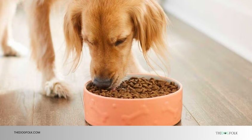 can i feed my dog table food