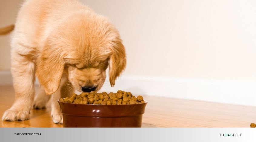 can puppies eat regular dog food