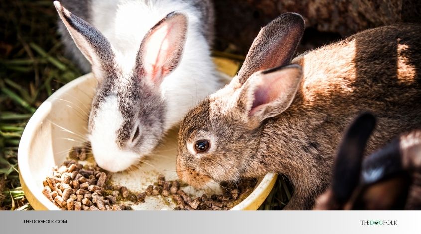 can rabbits eat dog food